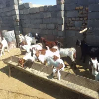 13بزغاله ماده دوبرپاکستانی