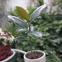 فیکوس بلک عمده و تکی