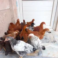 نیمچه مرغ ۶ ماه