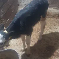 گوساله سیمینتال۲۰ روزه