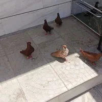 پرنده