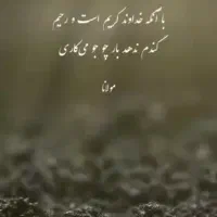 گندم قلونی تومی گل سی منی ۱۰۰
