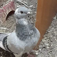 شامی|حراج|مشهد, کارمندان دوم|دیوار