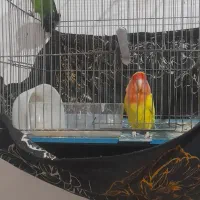 یک جفت طوطی برزیلی تخم گذار|پرنده|دورود, |دیوار