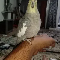 عروس هلندی ناز|پرنده|مشهد, کوی دروی|دیوار
