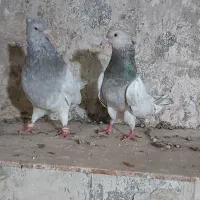 کفتر جفگاه