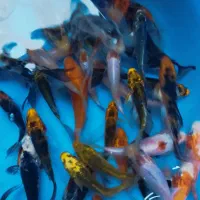 انواع کوی رنگی وبا تنوع رنگ ونژاد