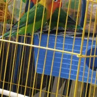 طوطی کوتوله|پرنده|خاش, |دیوار