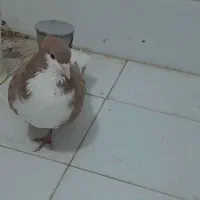 پلنگ، کویتی امری|پرنده|کاشمر, |دیوار