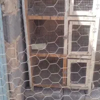 گنجه کفتر