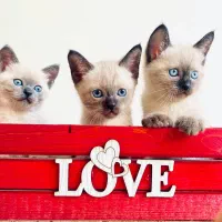 گربه سیامی اصیل