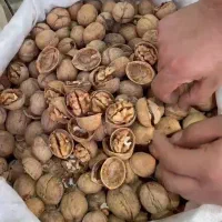 گردو امریکایی