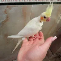 جفت جوجه دستی نر و ماده دونخور|پرنده|دهلران, |دیوار