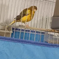 فروش قناری ۳جفت