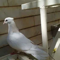 کفتر