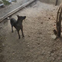 سگ مایلیونیز