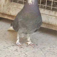 کفتر نر زاغ دم سفید..