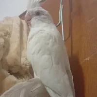 عروس هلندی|پرنده|فاضل آباد, |دیوار