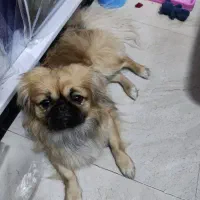 فروش فوری سگ نژادpekinjese