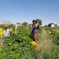 ملک فروشی ۶۵۰ متری باغ انگور|فروش دفتر صنعتی، کشاورزی، تجاری|تهران, عبدل‌آباد|دیوار
