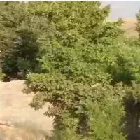 فروش باغچه ورودی کودیان|فروش زمین و ملک کلنگی|شیراز, کودیان|دیوار