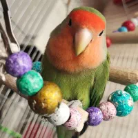 طوطی برزیلی|پرنده|ری, ملکآباد|دیوار