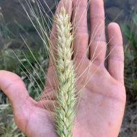 گندم|عمده‌فروشی|شوشتر, |دیوار