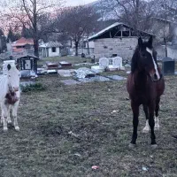 فروش اسب کهر