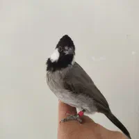 طوطی برزیلی.|پرنده|اهواز, شهرک الهیه|دیوار