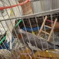 عروس هلندی جفت تخمگذار|پرنده|تربت جام, شهرک معلم|دیوار