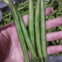 لوبیا سبز قلمی|خوردنی و آشامیدنی|ارطه, |دیوار