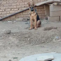 سگ ژرمن