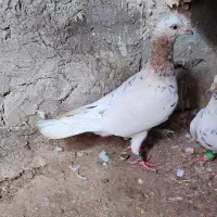 ۷تا کبوتر کار درست، پرشی و جفتگا