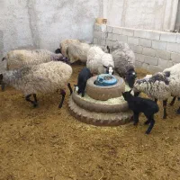 گوسفند رومانوف|حیوانات مزرعه|شهریار, شهرک اداری تندگویان|دیوار