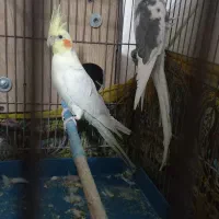 طوطی عروس|پرنده|محمدیه-قزوین, |دیوار