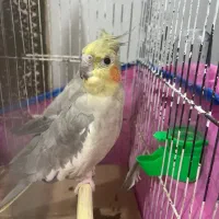 عروس هلندی نر و ماده|پرنده|لاهیجان, گلستان|دیوار