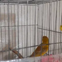 قناری نر و طوطی برزیلی|پرنده|پاکدشت, شهرک امام رضا|دیوار