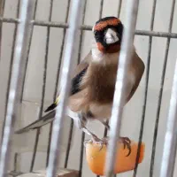 یک جفت  سهره همه چی تموم جفتی|پرنده|اردبیل, |دیوار