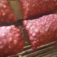 پیاز عمده|عمدهفروشی|گوآور, |دیوار