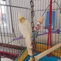 عروس هلندی نر لوتینو تاج بلند