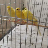 قناری کشید بلند