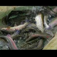 تکمیل پرسنل کار در پرورش ماهی سردآبی