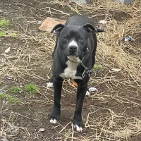 سگ پیتبول مشکی نر گمشده|حیوانات|آستانه اشرفیه, |دیوار