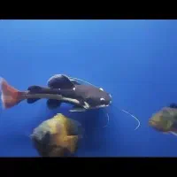 ماهی رد تیل بزرگ