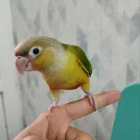 طوطی گرینچیک قیمت 6000.000