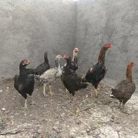 خروس ومرغ لاری اصیل