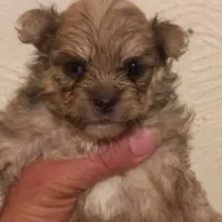 توله پودل کراس|سگ|وحیدیه, |دیوار