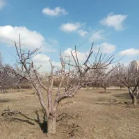 خدمات باغبانی حرس وبیل زنی دور درختان|خدمات باغبانی و درختکاری|زنجان, |دیوار