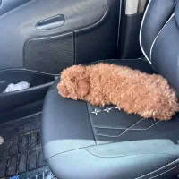 پودل|سگ|پاکدشت, پاکدشت (مامازند)|دیوار