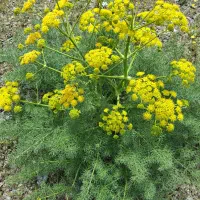 زمین فروشی ابتدای  روستای طنجران.توافقی|فروش زمین و ملک کلنگی|خمین, |دیوار